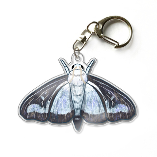 Box Tree Moth 2.5" Acrylic Keychain Charm