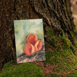 Art Print: Sarcoscypha Coccinea