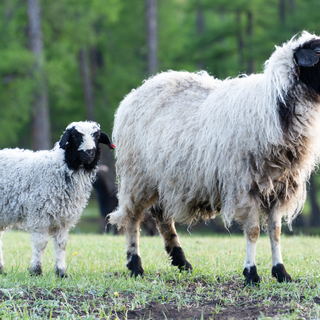 400g Sheep Wool Cone