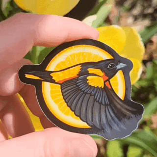 Baltimore Oriole Sticker