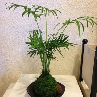 Kokedama - Parlor Palm