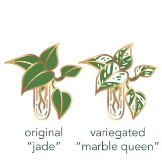 Pothos - Choose Variant