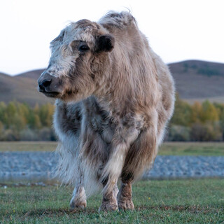 Baby Yak Wool Yarn 800g (8x 100g Skeins)