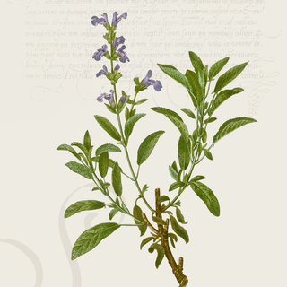 Sage Digital Botanical Print