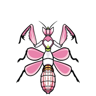 Orchid Mantis 2.5" XL pin