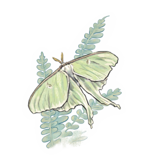 Sticker | Luna Moth