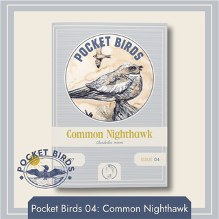 PB04 - Common Nighthawk