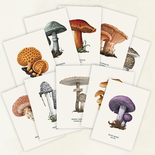 A5 Mushroom prints (10 pack)
