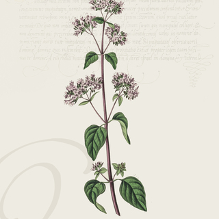 Oregano Digital Botanical Print