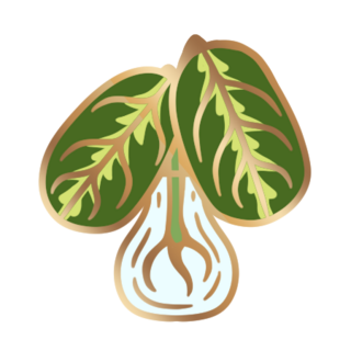 Prayer Plant