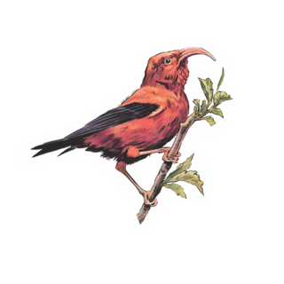 Sticker | ʻIʻiwi (Scarlet Honeycreeper)