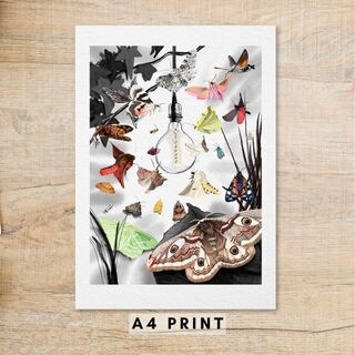 A4 Moth Art Print