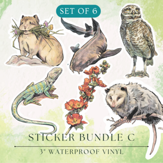Sticker Set | C - Pika, Nurse Shark, Burrowing Owl, Collared Lizard, Globemallow, Opossum