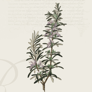 Rosemary Digital Botanical Print