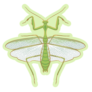 Praying Mantis Sticker