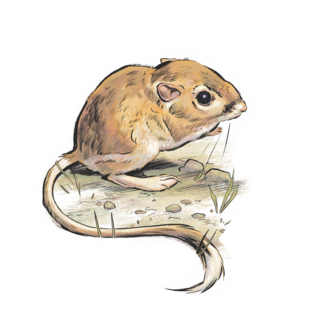 Sticker | Kangaroo Rat