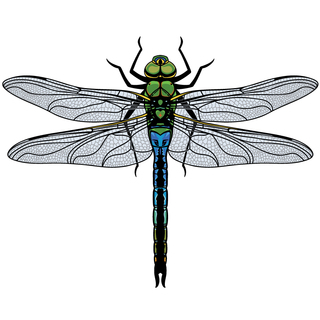 Dragonfly 3" XL pin