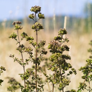 Pungent Wild Oregano Jar