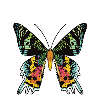 Madagascan Sunset Moth 2.5" XL pin