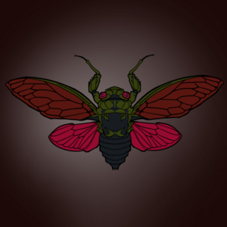 Cicada