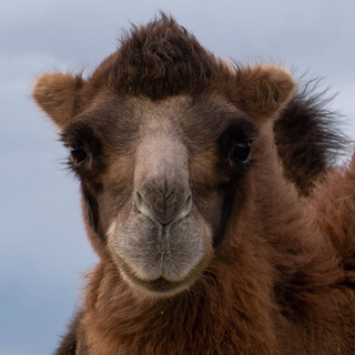 Baby Camel Wool Yarn 800g (8x100g Skeins)