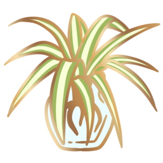 Spider Plant