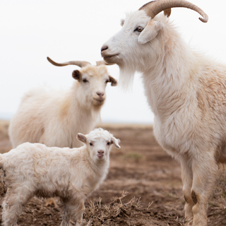 Cashmere Yarn 800g (8x 100g Skeins)