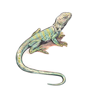 Sticker | Collared Lizard