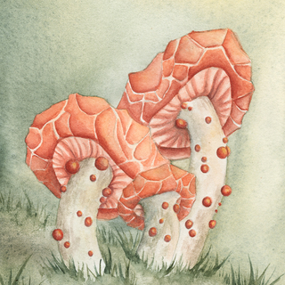 Print RhodotusPalmatus