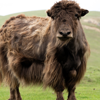 Early Backer - 400g Mongolian Yak Wool Yarn Cone