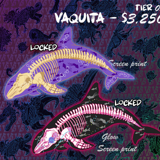 Vaquita