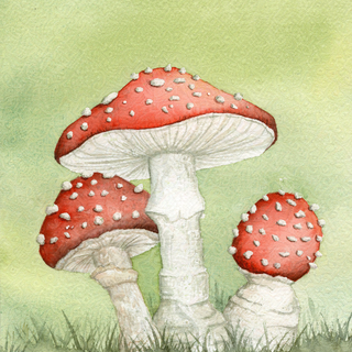 Print Fly Agaric