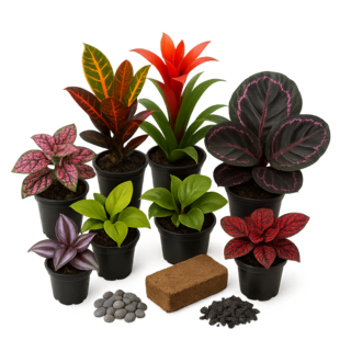 Plant Kit-Rainforest Escape