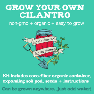 Cilantro Grow Kit!