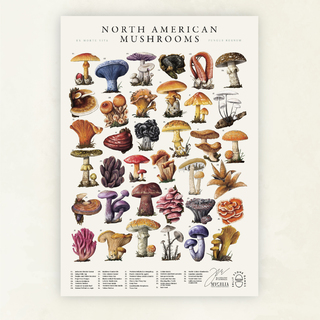 A2 Art Print - North American Edition