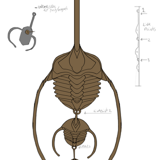 Ampyx Priscus - Trilobite Necklace