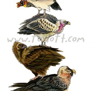 Art Print - Bird Stacks