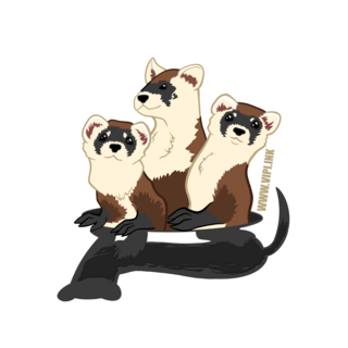 Un-endangered Black-Footed Ferrets Sticker