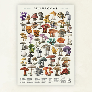 A2 Art Print - Mycelia