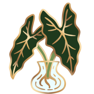 Alocasia "Polly"