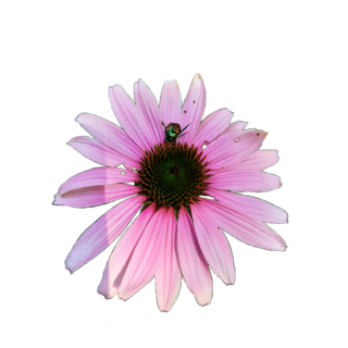 Fairy Fun Sticker Pack