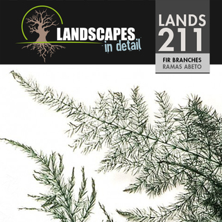 Fir Branches (211)