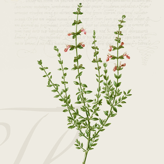 Thyme Digital Botanical Print