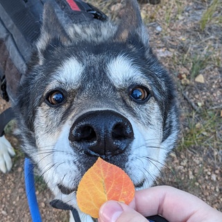Balto Memorial Fund