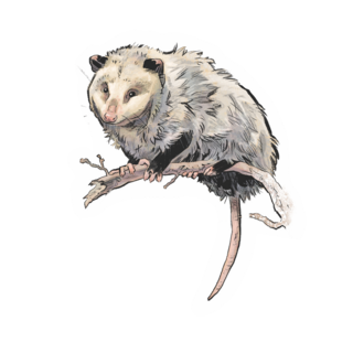 Sticker | Virginia Opossum