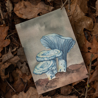 Art Print: Lactarius Indigo