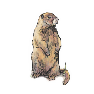 Sticker | Yellow-bellied Marmot