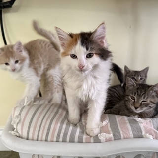 🐱 Kitten Side Quest! (Tip Jar) 🐈🐈‍⬛