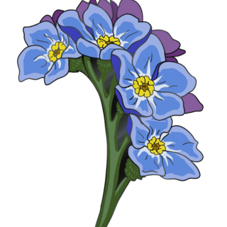 forget-me-not