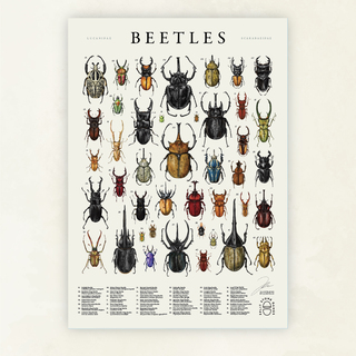 STAG: A2 Art Poster Print